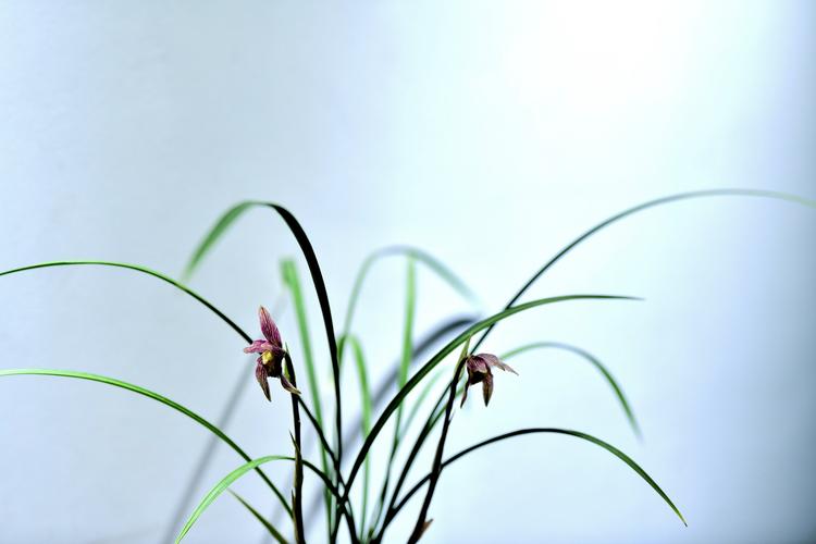 兰花花语?兰花花语象征与寓意!