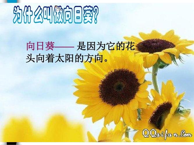 向日葵为什么向着太阳?向日葵为什么向着太阳的原因!