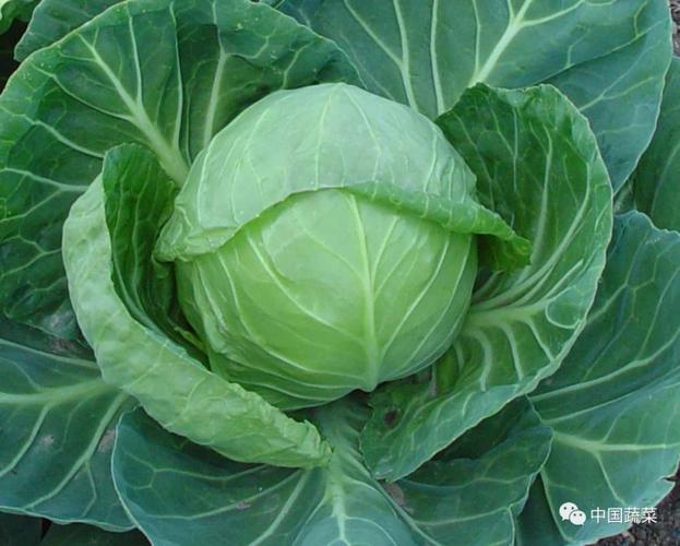 甘蓝菜图片?甘蓝菜图片品种和图片!