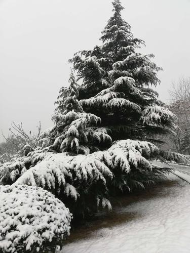 雪松图片?雪松图片大全高清!