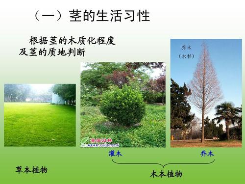 灌木和乔木的区别?灌木和乔木的区别是什么!