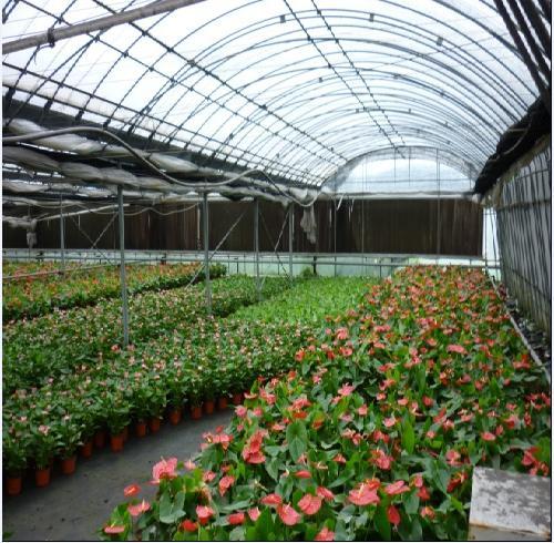 温室花卉的养护?温室花卉的养护管理!