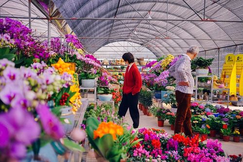 惠州花卉批发?惠州花卉批发市场在哪里!