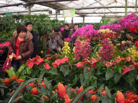 我国销售花卉特点?我国销售花卉特点是什么!