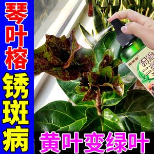 花卉黄叶病公司?花卉黄叶病用什么药!