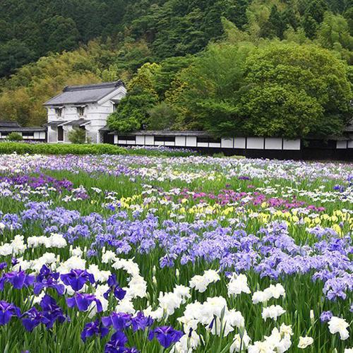 日本特有花卉?日本特有花卉有哪些!