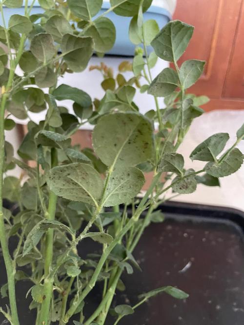 花卉红蛛蛛危害?花卉 红蜘蛛!