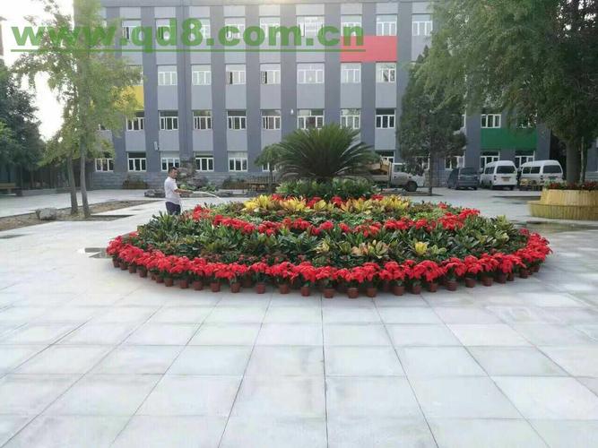 工厂花卉出租?工厂花卉出租信息!