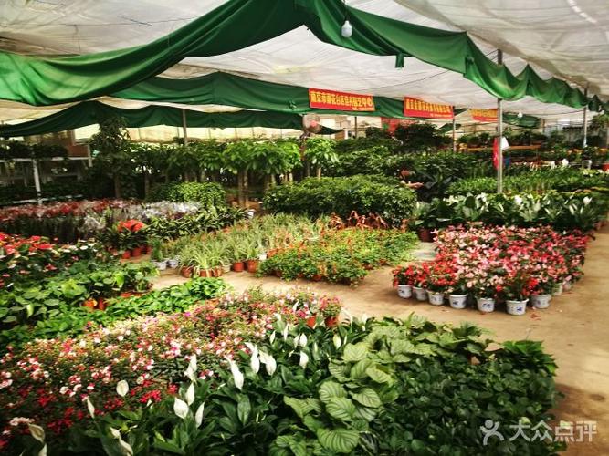 南京花卉租赁批发?南京花卉租赁批发市场!