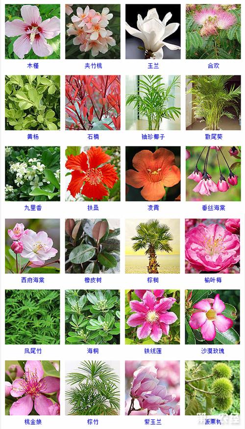 树木类花卉种类?树木类花卉种类大全!