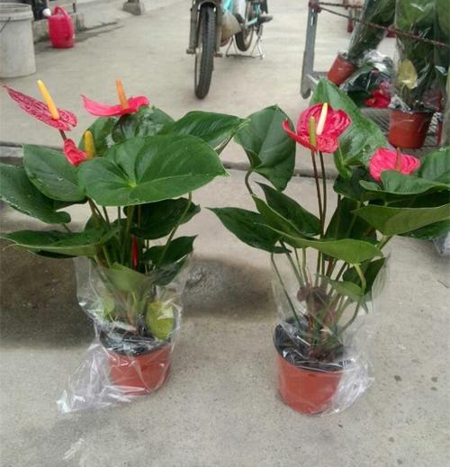 花卉批发哪家便宜?花卉批发哪家便宜又好!