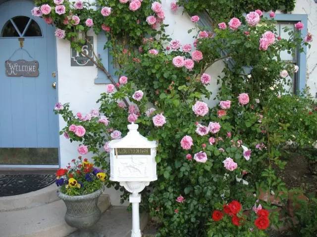 庭院花卉种植特点?庭院花卉种植特点有哪些!
