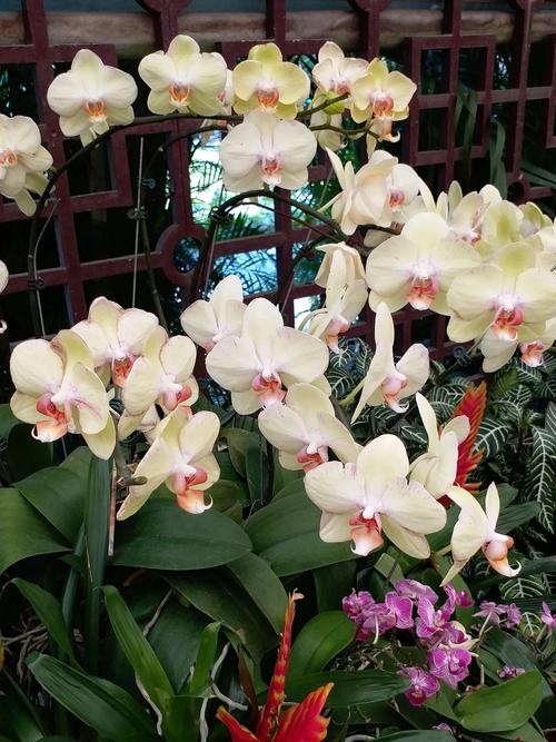 台湾花卉品种?台湾花卉有哪些!