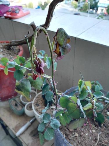 花卉的叶子萎蔫?花卉的叶子萎蔫怎么回事!