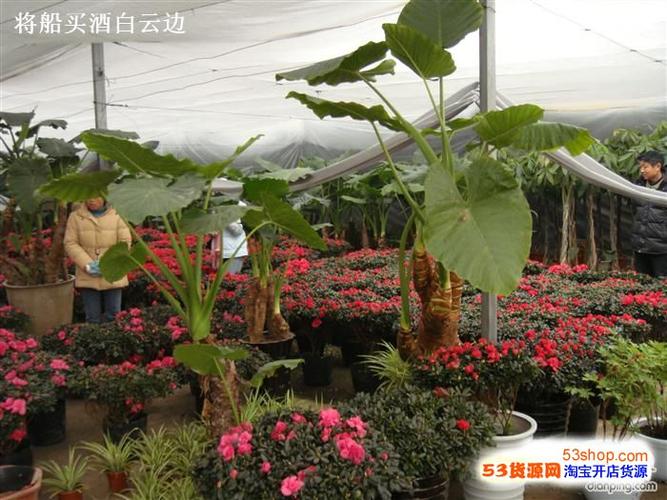 浦东花卉出售?浦东花卉出售信息!
