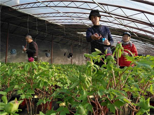 濮阳花卉基地厂家?濮阳花卉基地厂家电话!