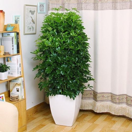 客厅花卉盆栽招财?客厅花卉盆栽招财图片!