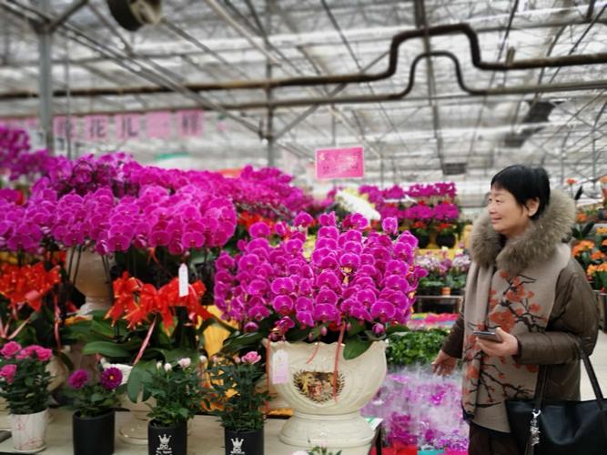 陈寨花卉原阳?原阳花卉基地!