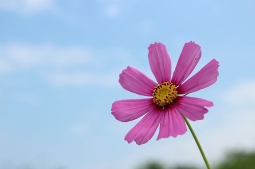花卉美图壁纸?花卉美图壁纸高清!