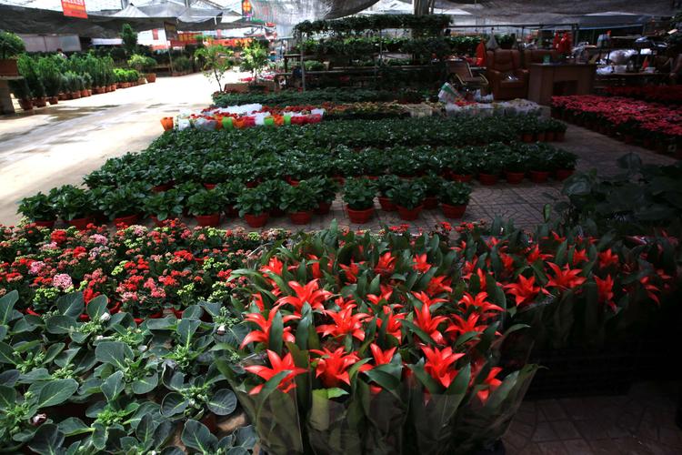 东营到青州花卉?东营到青州花卉市场多远!