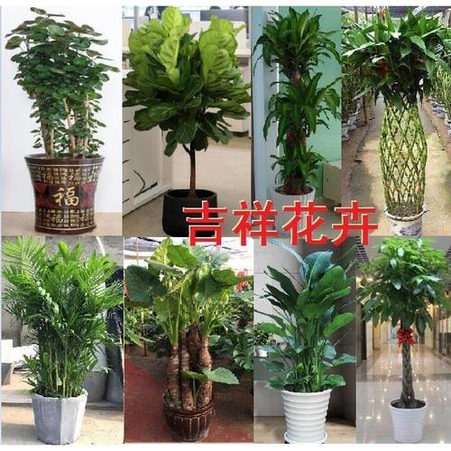 郴州花卉盆栽市场?郴州花卉盆栽市场在哪里!