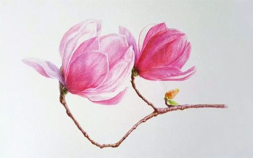 立体花卉怎么画?立体花卉怎么画简单!