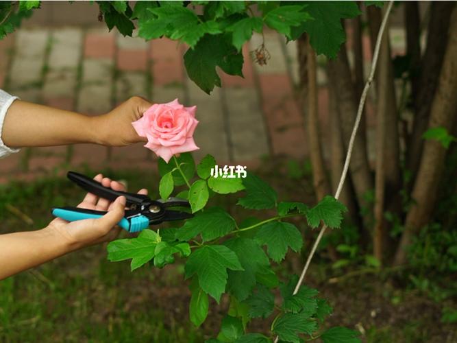 如何修剪花卉造型?如何修剪花卉造型视频!